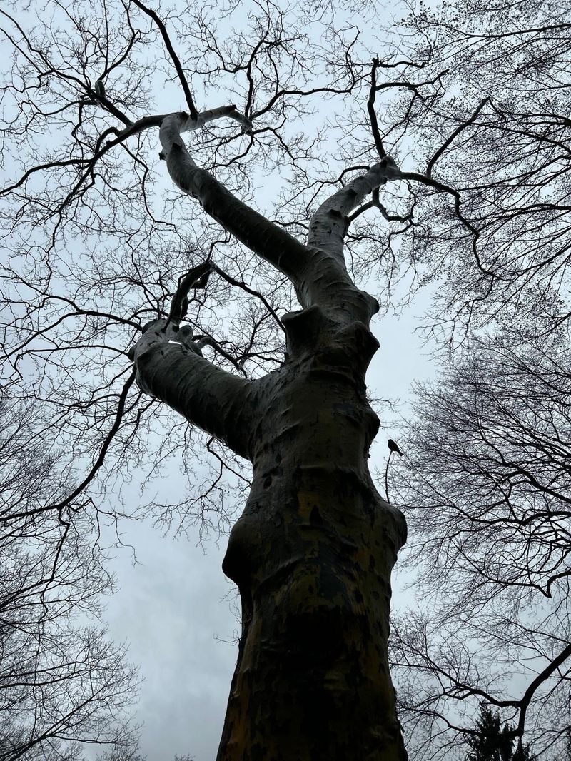 Tree of Hope