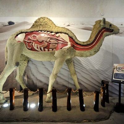 Camel Museum