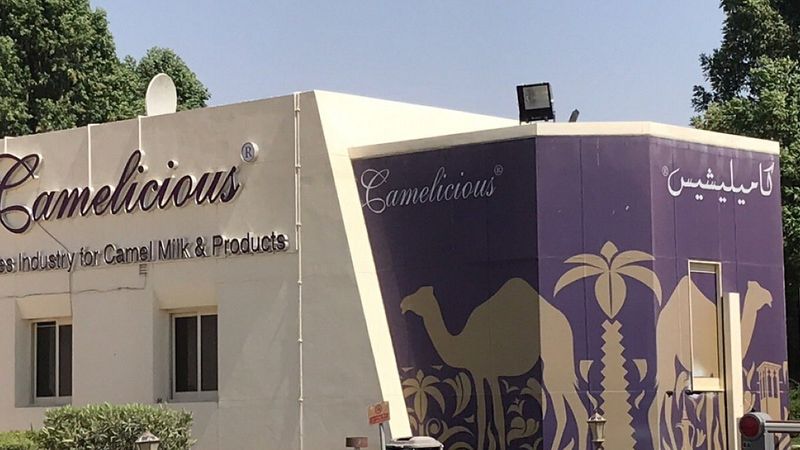 Dubai Royal Camel Racing Club / Camelicious — museum cover