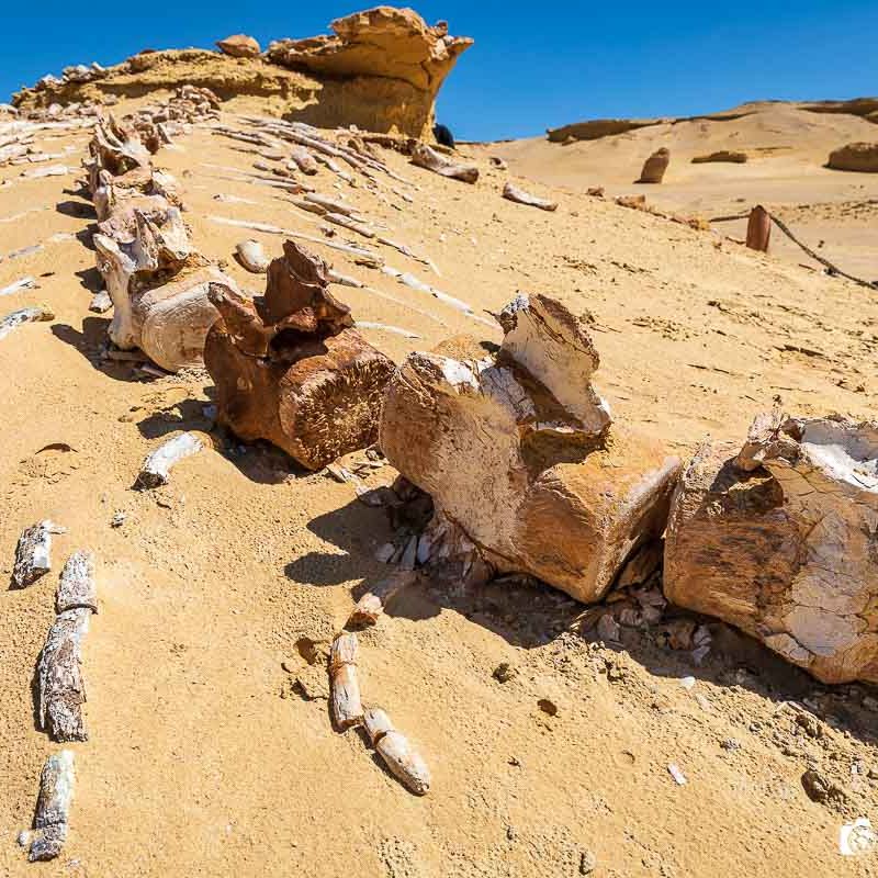 Wadi el-Hitan (Valley of the Whales) — place photo