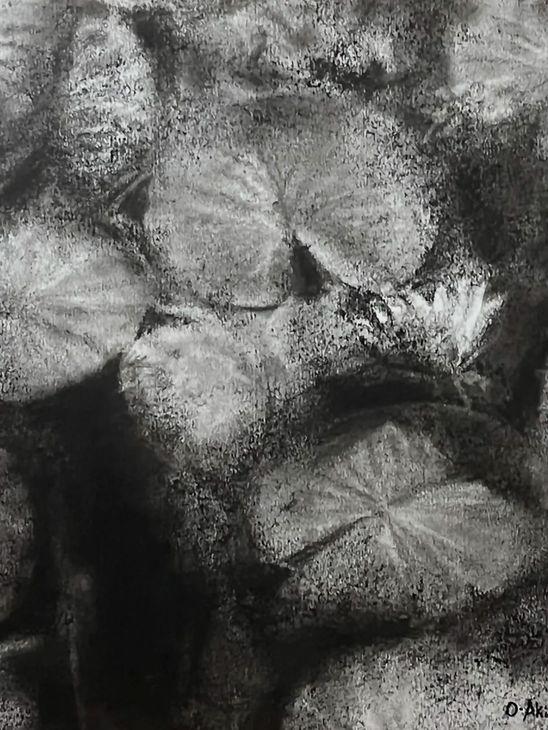 Water Lillies