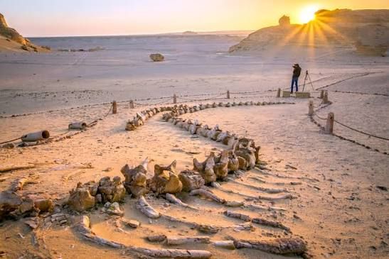 Wadi el-Hitan (Valley of the Whales) — place
