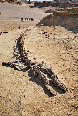 Wadi el-Hitan (Valley of the Whales) — place photo