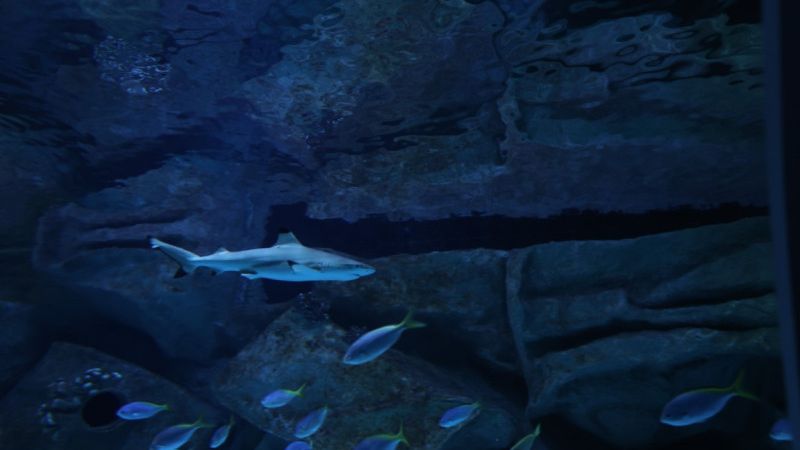 Hamad Port Visitors Centre & Aquarium — museum cover