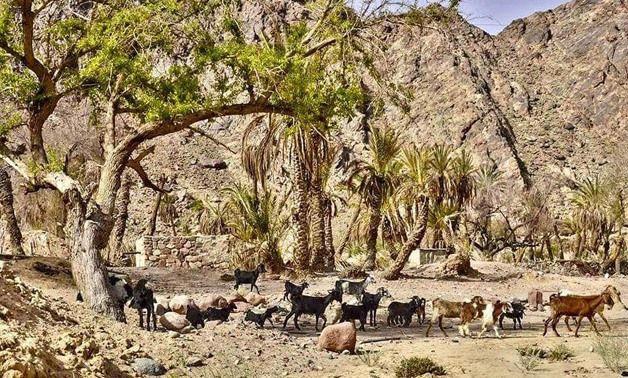 Wadi Feiran Oasis — place